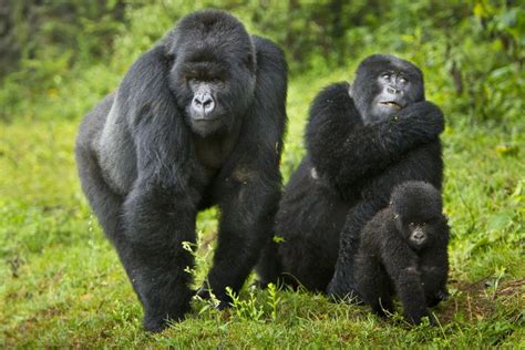 Image result for Compare SAS R and Python Programming