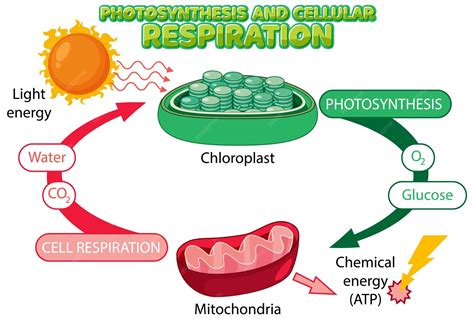 Relationship Between Photosynthesis And Cellular Respiration Cycle