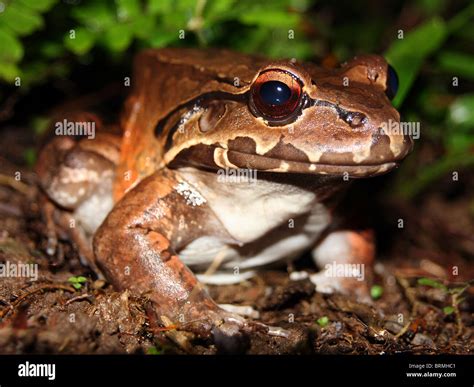 A Smoky Jungle Frog (Leptodactylus pentadactylus) in Costa Rica Stock ...