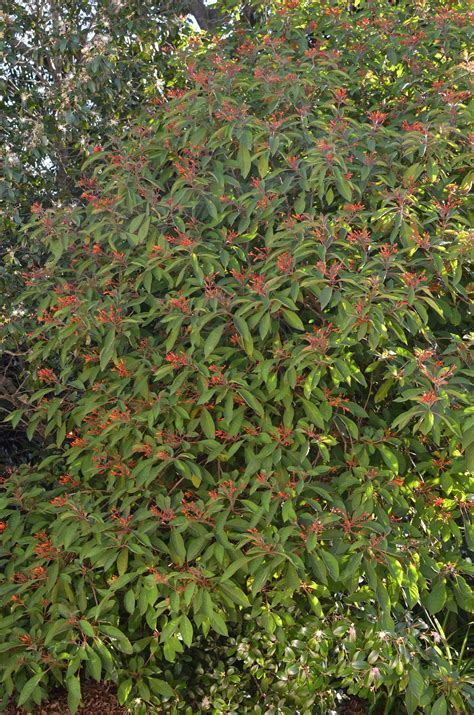 Green Buttonwood - Conocarpus erectus — Florida Native Plants Nursery ...