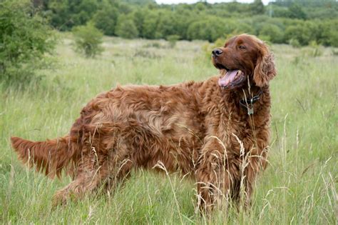 Razas de perros: nombres, fotos y características
