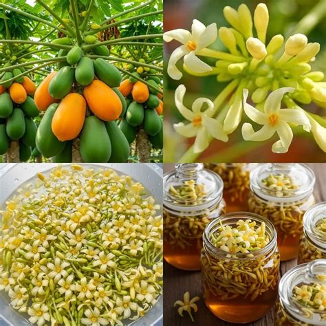 12 Amazing Health Benefits of Papaya Flowers: A Jar of Papaya Flowers in Honey Can Help Your ...