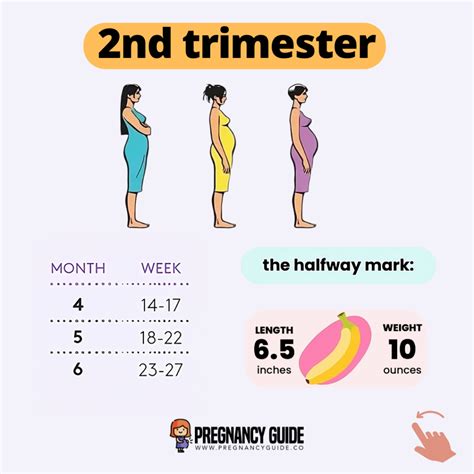 Stages of Pregnancy: First, Second and Third Trimester