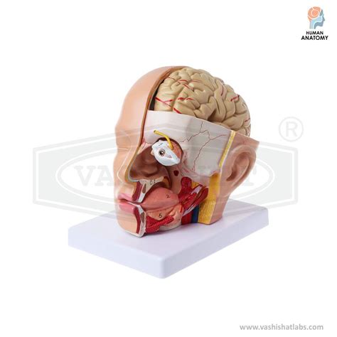Human Liver Anatomy Model with Gall bladder