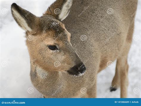 Siberian ROE Deer Turned Its Head Stock Image - Image of beautiful ...