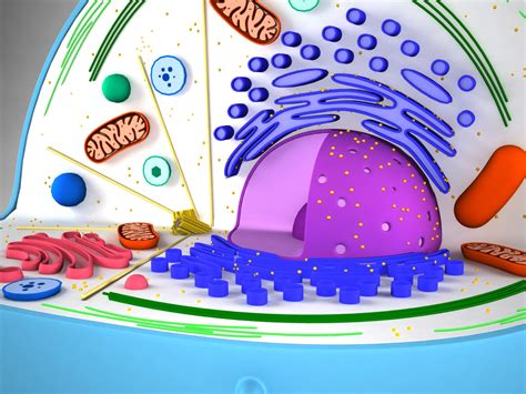 Cell Model 的图像结果