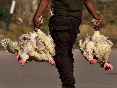 While More Birds Are Dying Every Day From Bird Flu, H5N8 Is Not ...