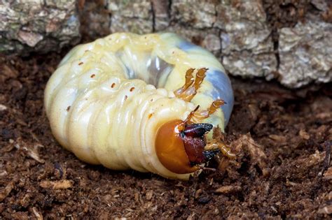 Photo collection - European Stag Beetle Monitoring Network