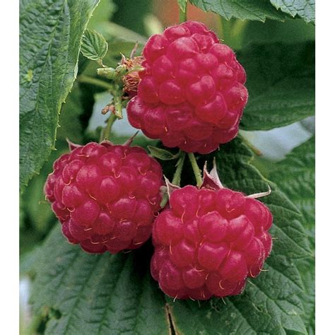 Heritage Everbearing Raspberry at Lowes.com