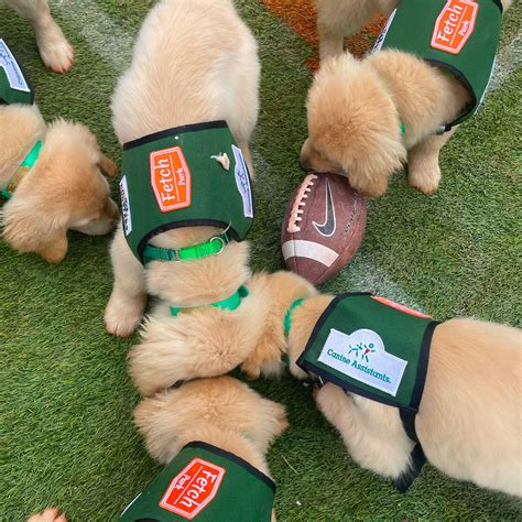 Dogsters - MELT Atlanta