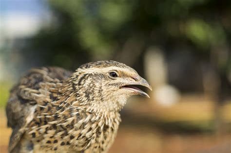 Common quail – Flight for Survival