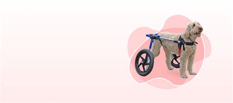 Oliver Pet Care | Trust us to help you care for your pets! – Oliver Pet ...