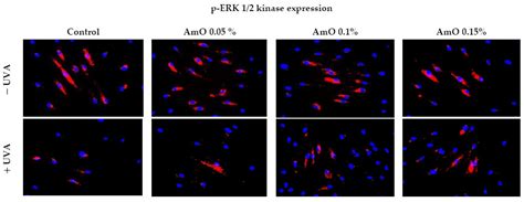 Amaranthus cruentus L. Seed Oil Counteracts UVA-Radiation-Induced ...