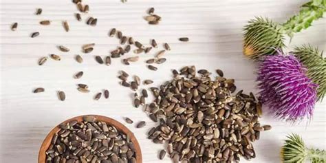 Top 10 Evidence-Based Benefits of Milk Thistle