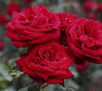 Image result for Best Floribunda Roses