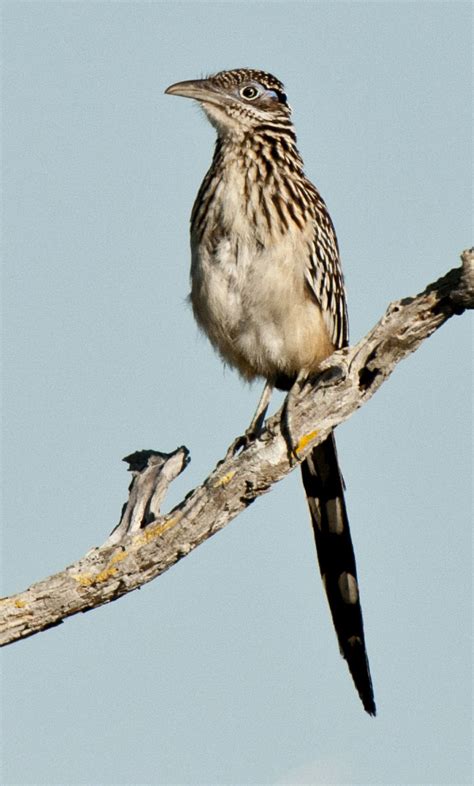 Lesser Road Runner Distribution Map 的图像结果