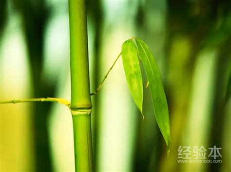 古代竹诗六首，只有清朝郑板桥，写出了真正竹子的秉性和灵魂_腾讯新闻