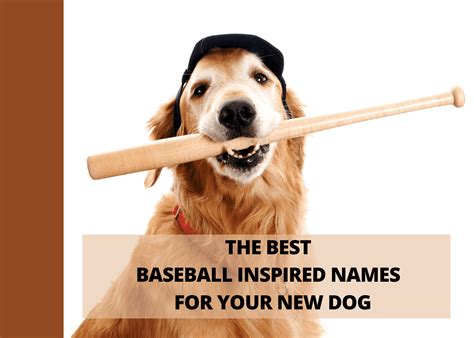 Baseball Terms 101: A Simple Glossary for Beginners