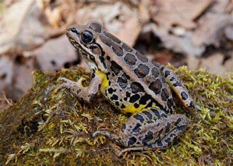 Image result for Alien Michigan Frog