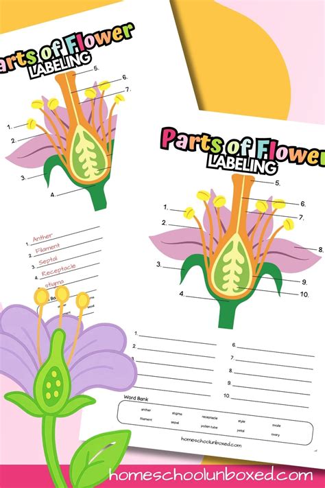 Parts of a Flower Labeling Worksheet (Free Printable)