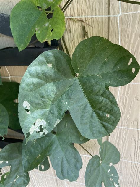 My trumpet vine is dying, anyone know what I’m doing wrong? : r/plantclinic