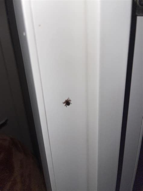 can someone tell me this is a tick or something? i’ve been treating my ...
