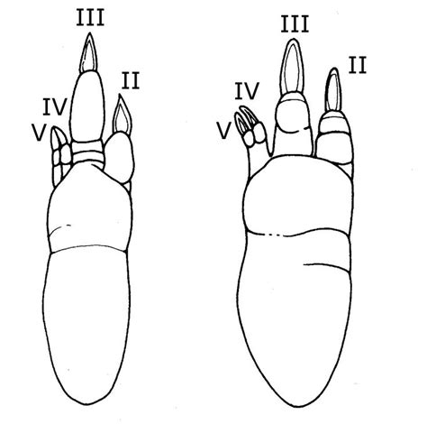 Image result for Kangaroo Evolution Tree