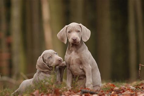 Reverse Sneezing in Dogs - Symptoms, Causes, Diagnosis, Treatment ...