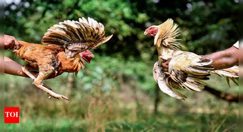 Andhra Pradesh cockfights: Roosters getting addicted to steroids and ...