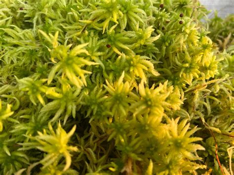 Live Terrarium Moss for Sale | Tropical & Temperate Varieties