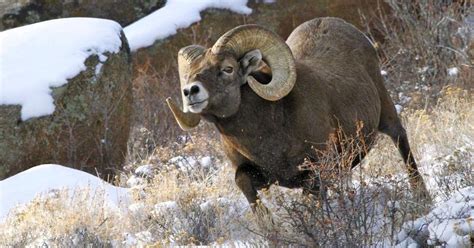 What Wildlife Lives In Colorado at Janet Cantrell blog
