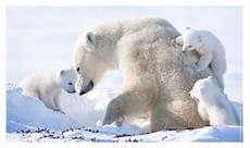 Polar Background by Beautiful Wallpapers Polar Wallpaper Polar Background