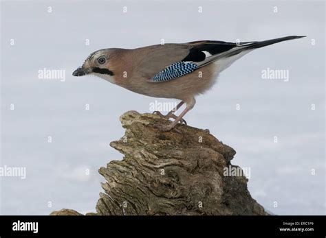 Image result for Java Jaybird Connection