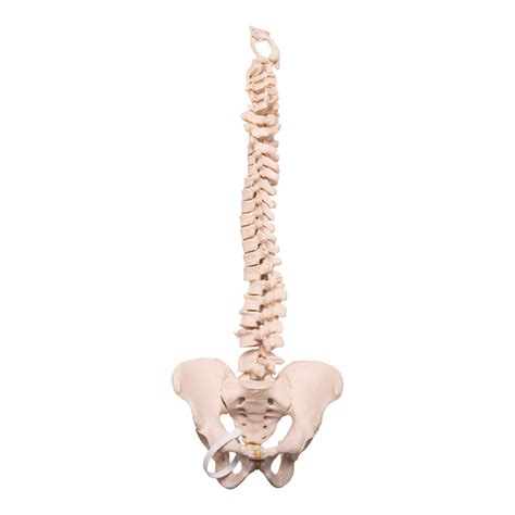 Real Human Spine For Sale — Skulls Unlimited International, Inc.