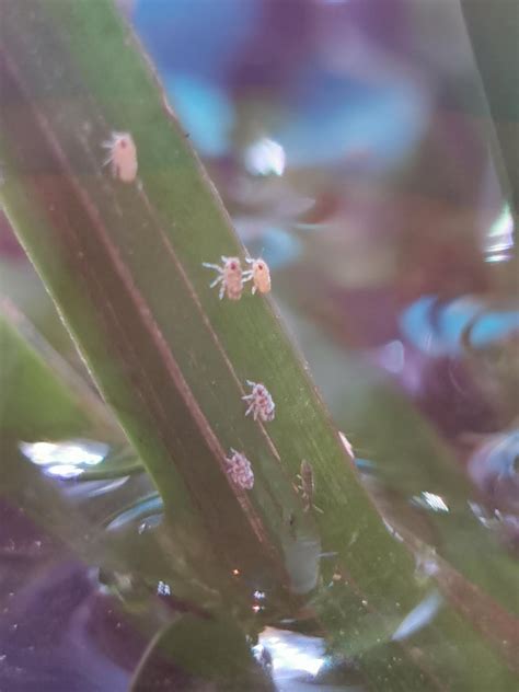 Tiny hopping insects living on my aquarium plant : r/insects