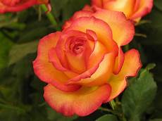 fiore la rosa rosa mistica madonna fiore rosa mix fiore la rosa rosa mistica madonna fiore rosa mix