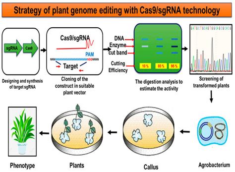 Sugarcane Genome Editing via CRISPR/Cas9 for Sustainable Production ...
