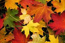 Autumn Leaves Wallpaper by Autumn Leaves Desktop Wallpapers Wallpaper Cave Autumn Leaves Wallpaper