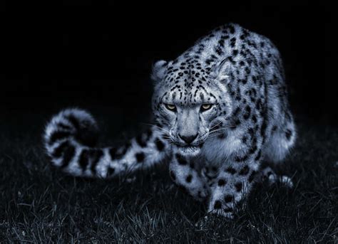 [100+] Snow Leopard Wallpapers | Wallpapers.com