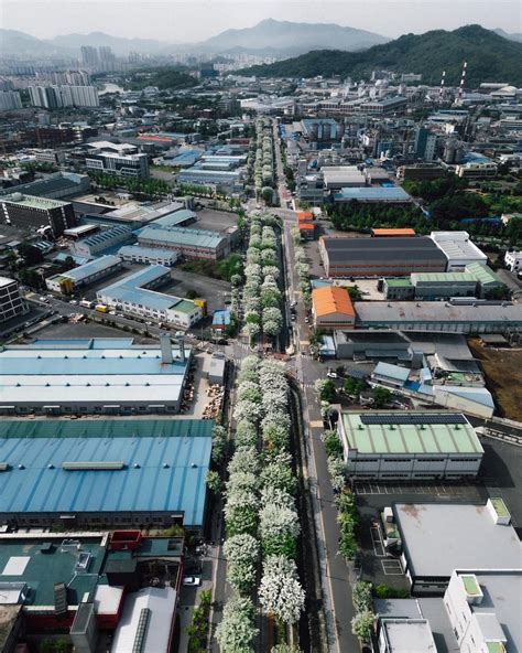 Aerial view of the Chinese fringe tree-lined tracks in the Palbok ...