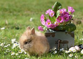 Image result for Rabbit and Flowers