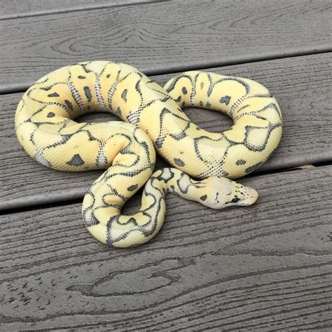 Image result for Ghost Clown Ball Python