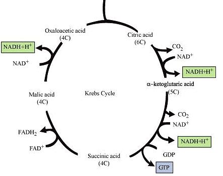 NCERT Solutions Class 11 Biology Chapter 14 - Respiration in Plants