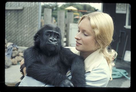 This gorilla uses sign language to communicate with humans | Mashable