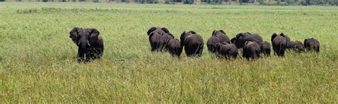 Safari privado por la Reserva Especial de Maputo, Maputo - Central de ...