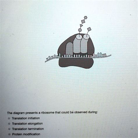 Image result for Translation Process Steps