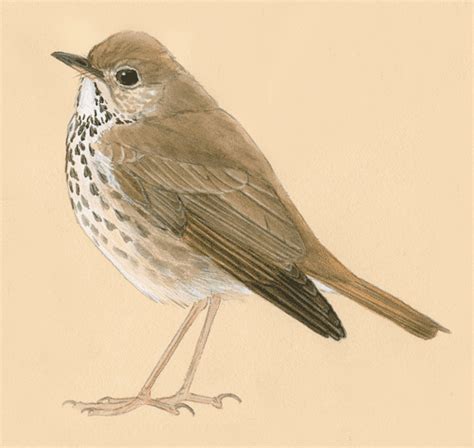Image result for Drawing Birds Tutorial