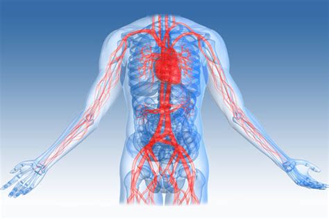 Vascular Surgeon in Chennai| Vascular Surgery in chennai | Vascular ...