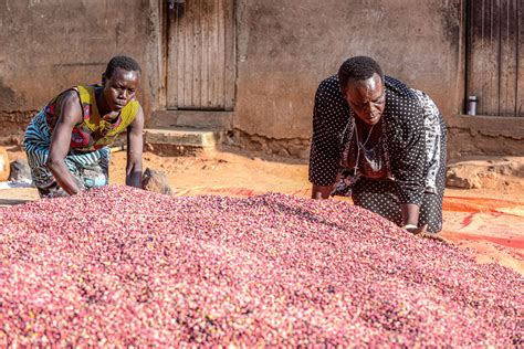 A Market Systems Approach to Climate-Smart Agriculture in Uganda · DAI Publications