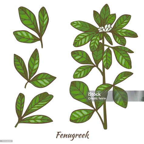 Fenugreek Plant And Leaves In Hand Drawn Style Stock Illustration ...